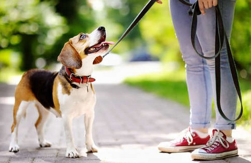 犬の散歩！散歩の時間帯や歩かない理由って？
