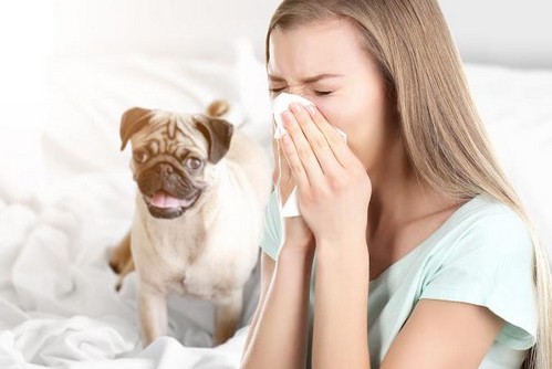 犬アレルギーでも犬を飼えるの？対策を紹介！

