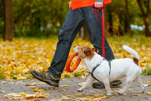 犬の散歩！散歩の時間帯や歩かない理由って？
