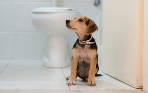 犬にトイレのしつけ方！失敗する理由って？
