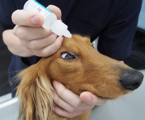 犬に目薬を差す方法！目のケアの必要性って？