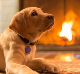 犬に暖房は必要！暖房を使う上での注意点って？