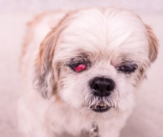 犬の目が赤い場合に考えられる原因や病気！
