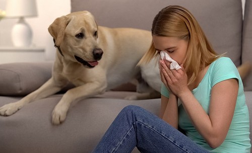 犬の花粉症！症状や対策、予防方法って？
