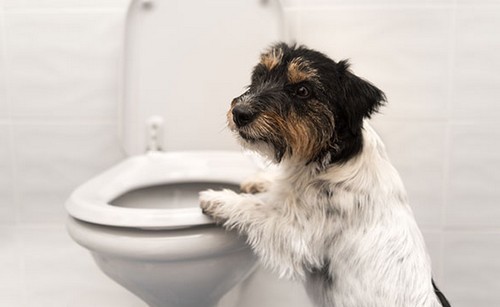 犬の膀胱炎！かかりやすい犬種や年代！症状や原因など
