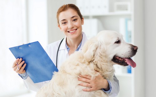 犬が陰部をよくなめる！原因や病気、対処法って？
