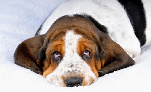 犬の目の病気！病院へ行くべき症状って？
