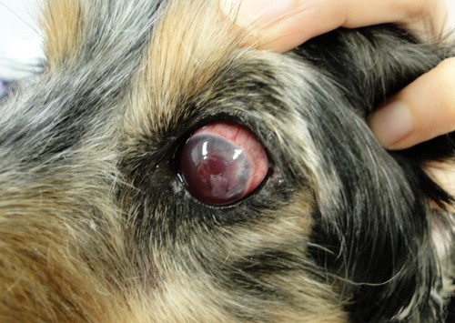 犬の目が赤い場合に考えられる原因や病気！
