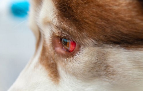 犬の目が赤い場合に考えられる原因や病気！

