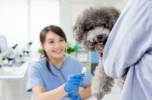 犬の膀胱炎！かかりやすい犬種や年代！症状や原因など
