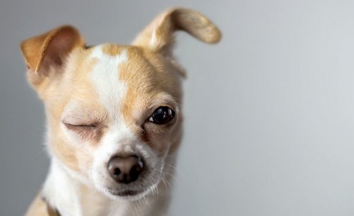 犬が目を細める理由！注意すべき病気って？
