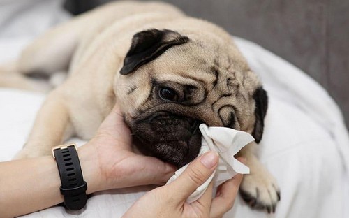 犬の花粉症！症状や対策、予防方法って？
