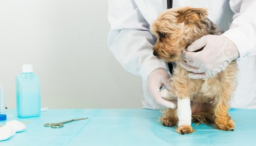 犬の膝蓋骨脱臼（パテラ）症状・治療法・かかりやすい犬種って？
