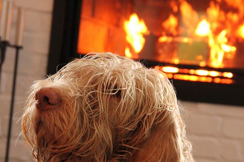 犬に暖房は必要！暖房を使う上での注意点って？
