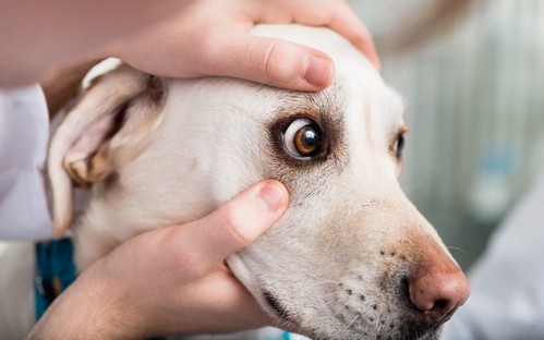 犬が失明する原因！緑内障や白内障など
