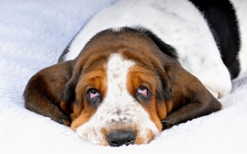 犬の目がしょぼしょぼする理由！原因や病気！
