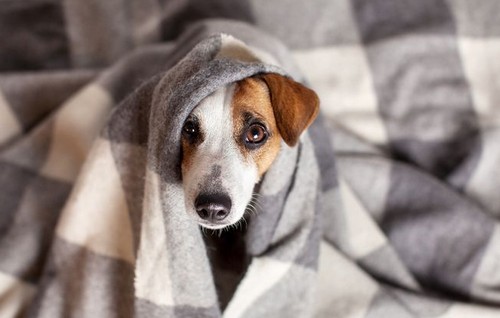 犬に暖房は必要！暖房を使う上での注意点って？
