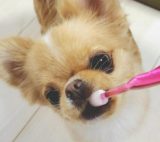 犬の歯磨きのやり方！歯磨きの頻度って？