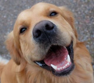 犬は虫歯にならないの？理由や原因・予防法って？