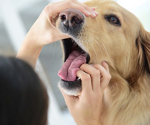 犬の歯周病！原因や治療法、放置リスクって？