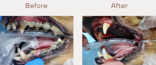 犬の歯周病！原因や治療法、放置リスクって？
