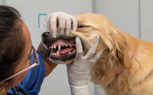 犬は虫歯にならないの？理由や原因・予防法って？
