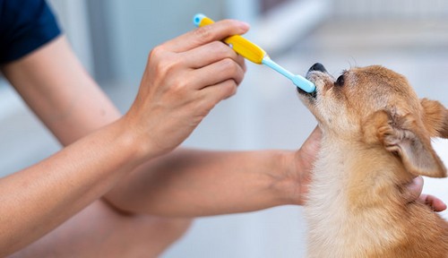 犬の歯磨きのやり方！歯磨きの頻度って？
