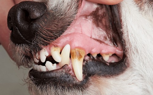 犬は虫歯にならないの？理由や原因・予防法って？
