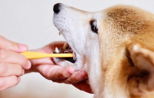 犬の歯磨きのやり方！歯磨きの頻度って？
