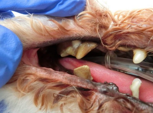 犬の歯周病！原因や治療法、放置リスクって？
