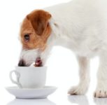 <span class="title">犬にコーヒーはダメ！カフェイン中毒や致死量って？</span>