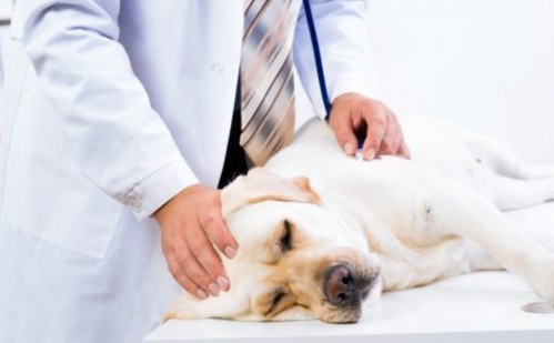 犬の子宮蓄膿症！症状や、原因、予防法って？
