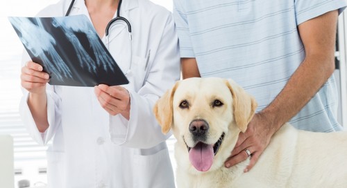 犬のレントゲン検査！何がわかるの？
