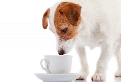 犬にコーヒーはダメ！カフェイン中毒や致死量って？
