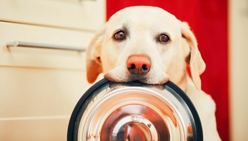 犬が食べたら危険なもの！食べた時の対応って？
