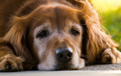 犬の子宮蓄膿症！症状や、原因、予防法って？
