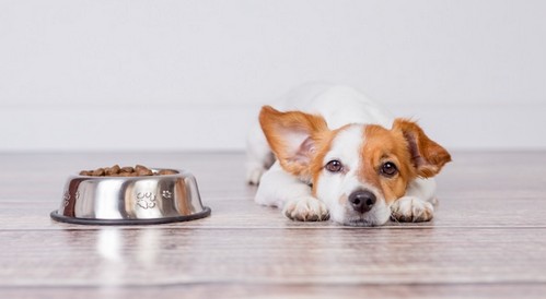 犬のダイエットに効果的な食事って？
