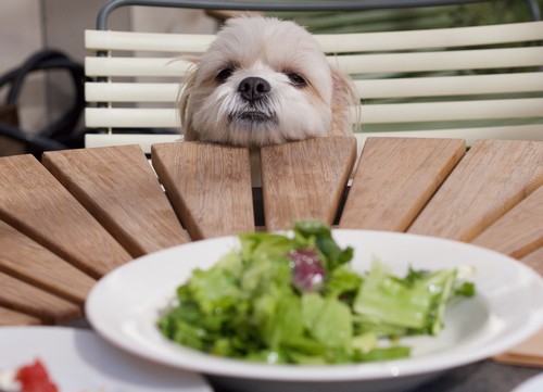 犬のダイエットに効果的な食事って？
