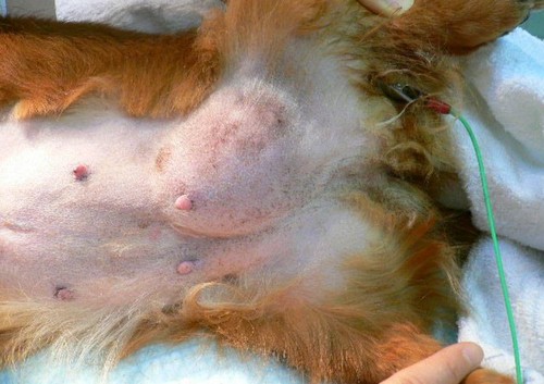 犬の鼠径（そけい）ヘルニア！症状や原因、治療法って？
