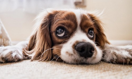 犬の甲状腺機能低下症！症状や、かかりやすい犬種って？
