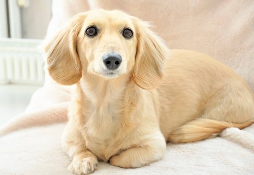 犬の膵炎(すいえん)！症状や、原因、治療って？
