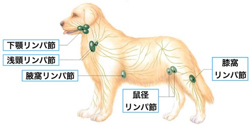 犬のリンパ腫！原因や、かかりやすい犬種って？
