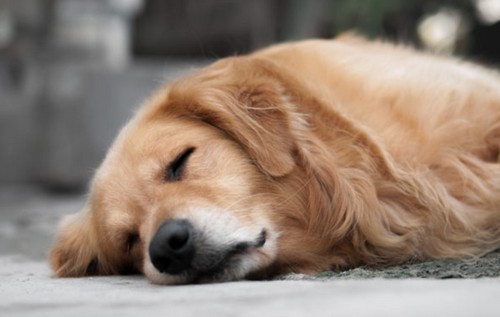 犬の甲状腺機能低下症！症状や、かかりやすい犬種って？
