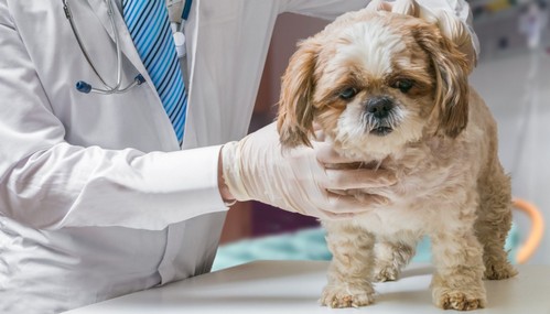 犬の腹膜炎！症状・原因・予防法って？
