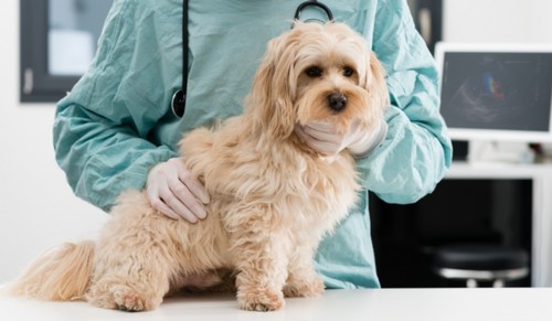 犬の不妊（避妊）去勢！必要性や時期、手術の流れは？
