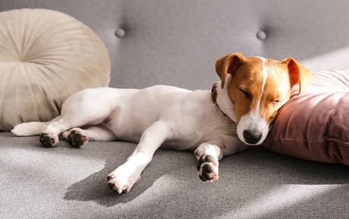 犬の膵炎(すいえん)！症状や、原因、治療って？
