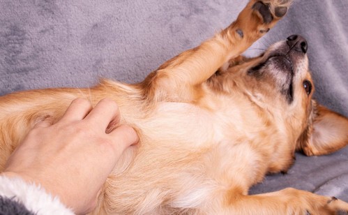 犬の乳腺腫瘍！症状や、かかりやすい犬種って？
