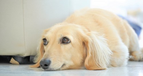 犬のヘルニア！原因や、症状、予防法って？
