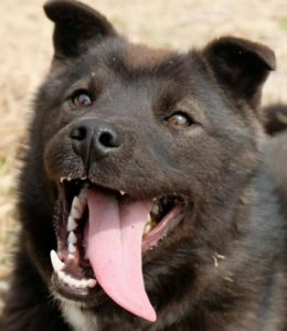 犬の口臭がひどい！病気？原因や対処法って？