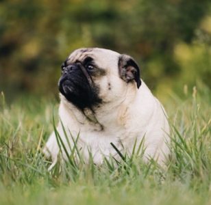 シニア犬のダイエットに最適なドッグフードって？